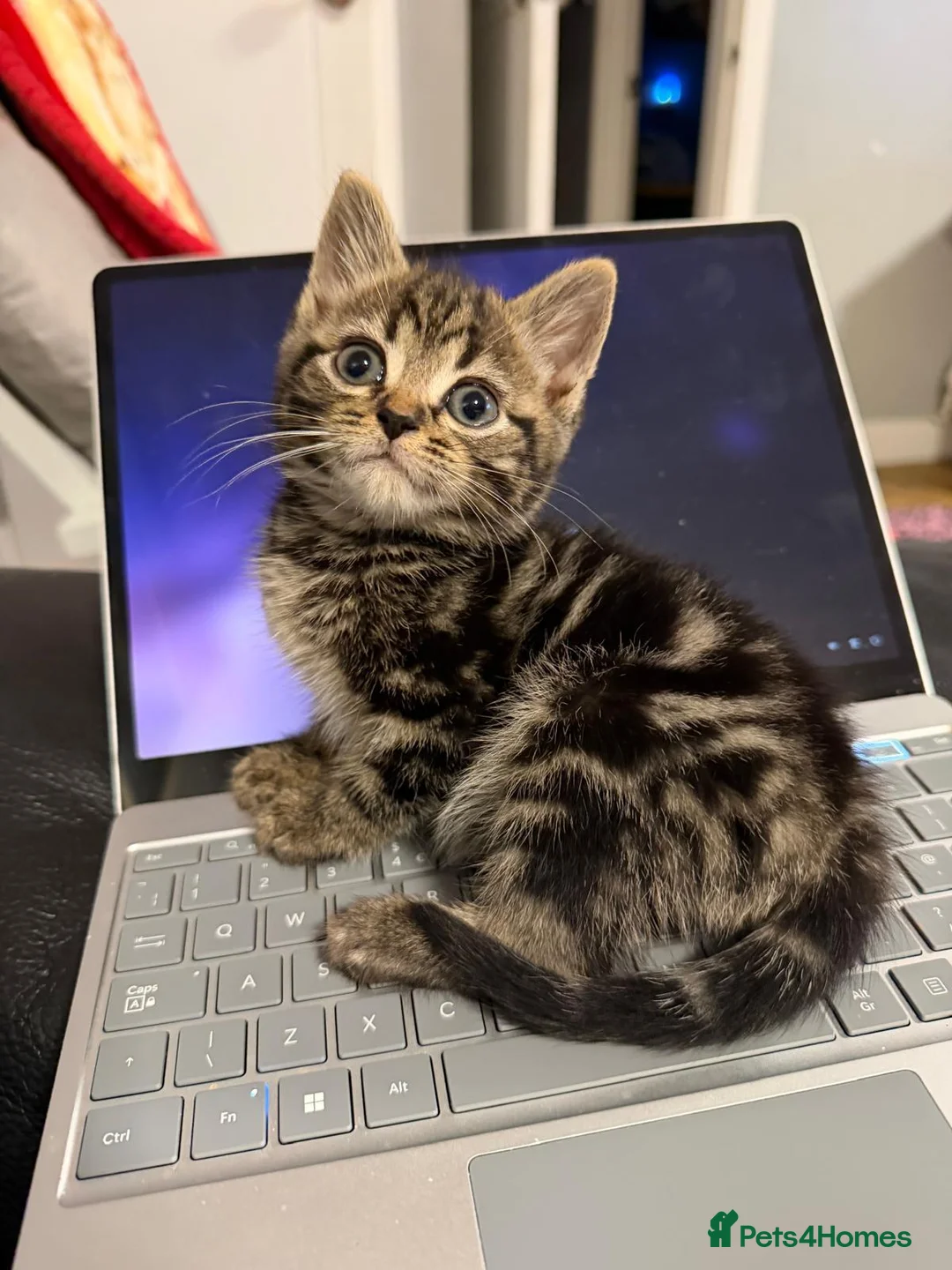 Mixed Breed cats for sale: Beautiful and loving kittens ready for new home. - Advert 1