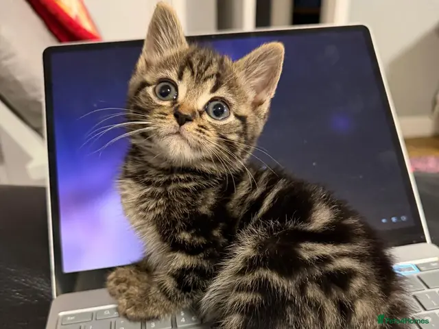 Mixed Breed cats for sale: Beautiful and loving kittens ready for new home. - Advert 3