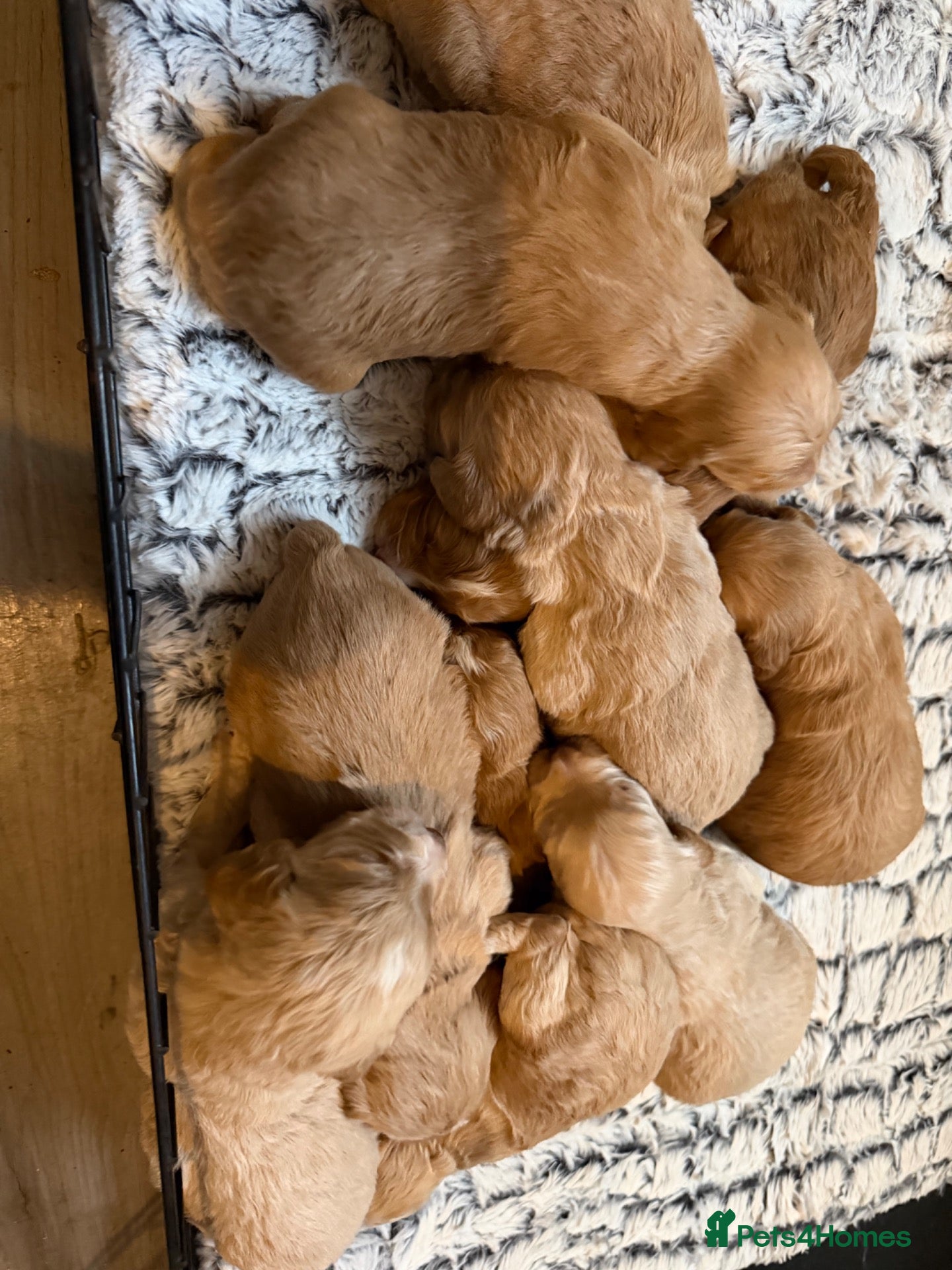 Cockapoo dogs for sale: F1 cockapoo puppies  - Advert 5