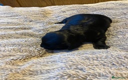 Cockapoo dogs for sale: Stunning Litter of Phantom F1 Cockapoo Puppies - Image 12