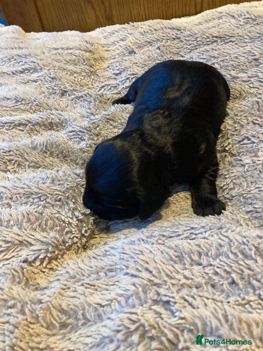 Cockapoo dogs for sale: Stunning Litter of Phantom F1 Cockapoo Puppies - Image 12