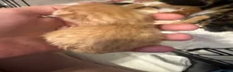 Mixed Breed cats for sale: Beautiful litter - Advert 18