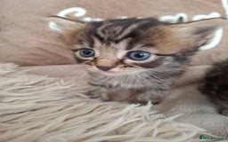 British Shorthair cats for sale: Kittens - Image 8