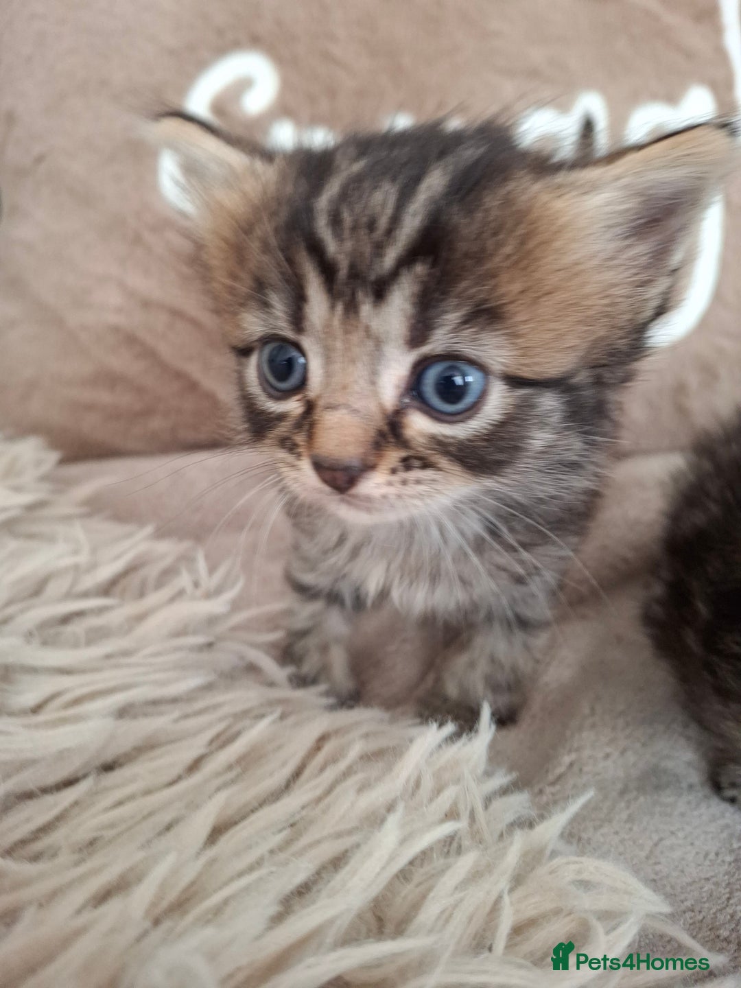 British Shorthair cats for sale: Kittens - Image 8