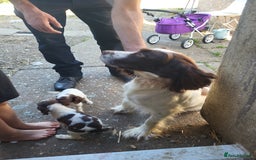 Sprocker dogs for sale: 3 sprockers x springer  pups  - Image 8
