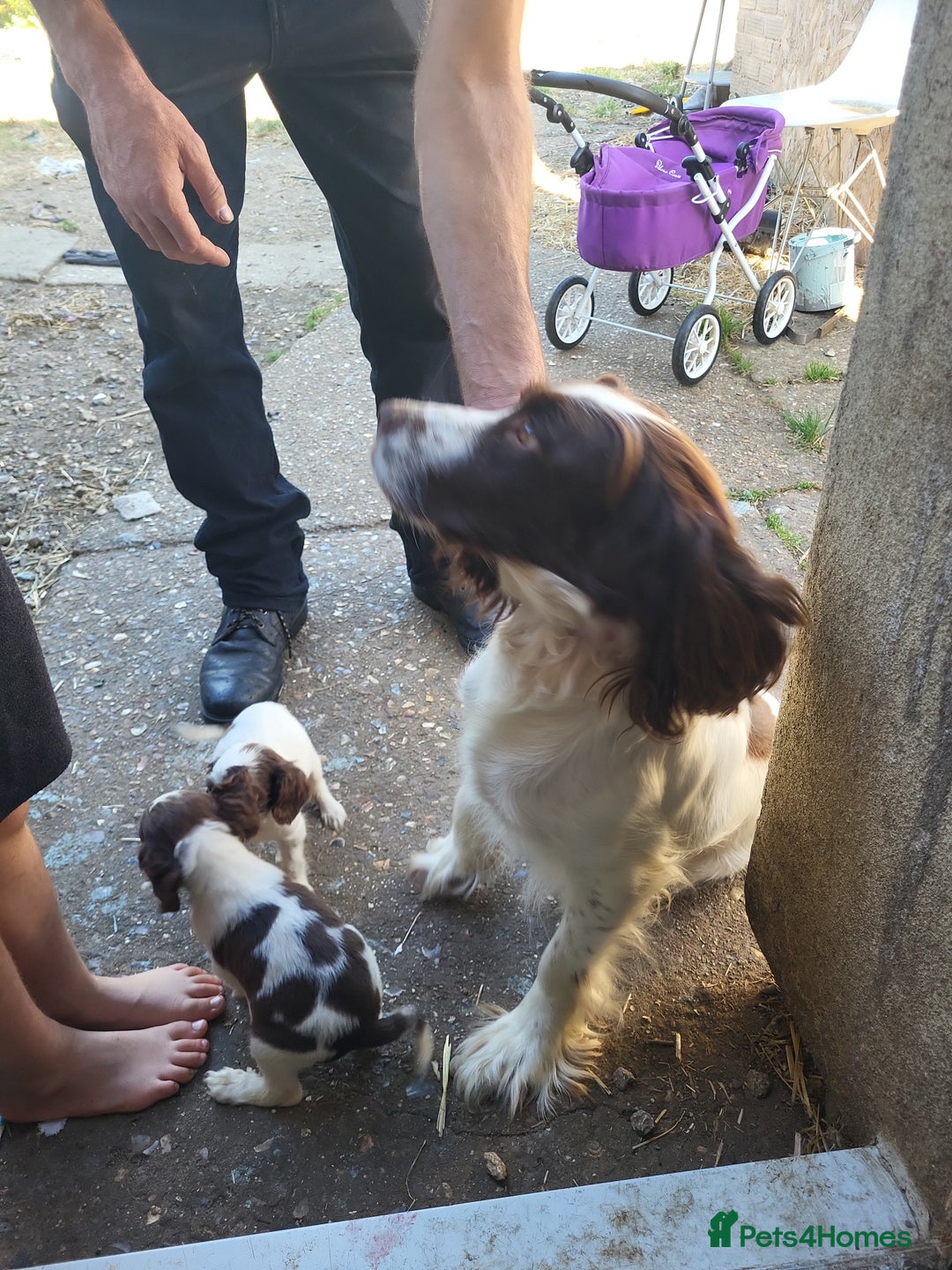 Sprocker dogs for sale: 3 sprockers x springer  pups  - Image 8