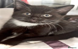 Mixed Breed cats for sale: Delightful mix-breed Siamese-black tabby-kittens - Image 14