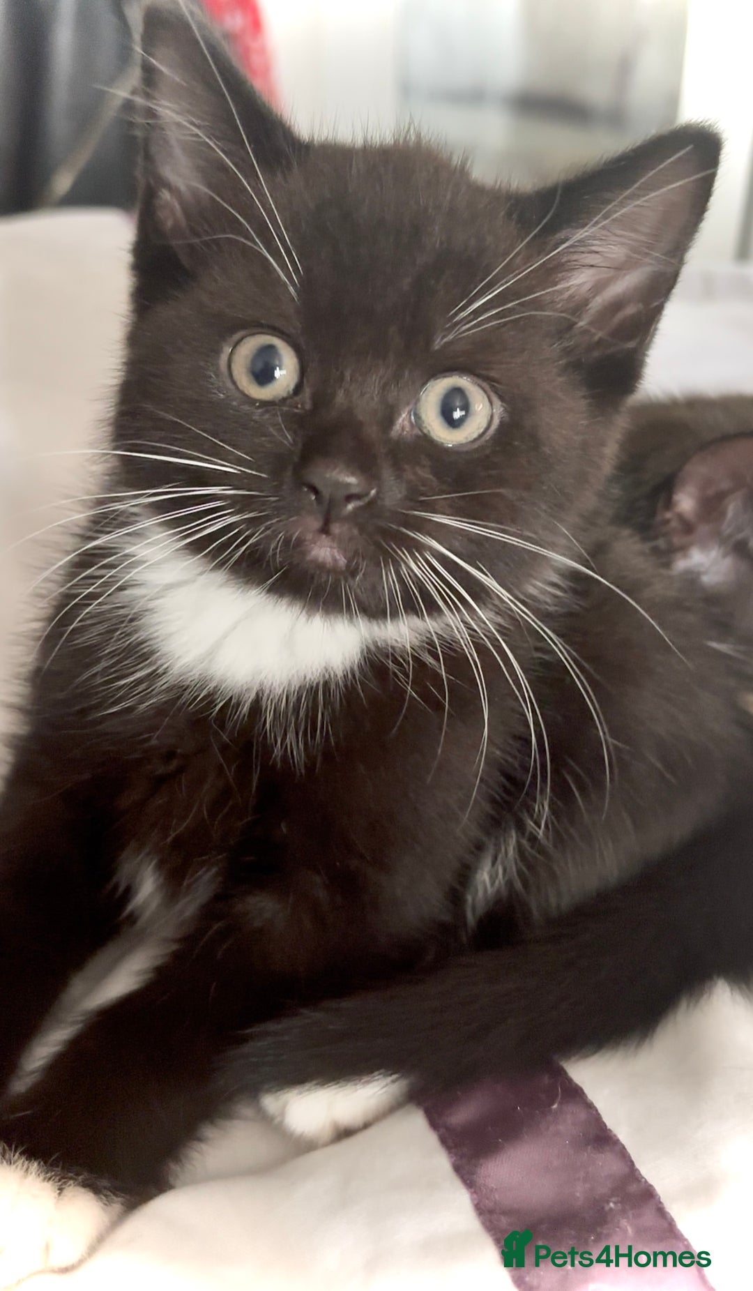 Mixed Breed cats for sale: Delightful mix-breed Siamese-black tabby-kittens - Image 14