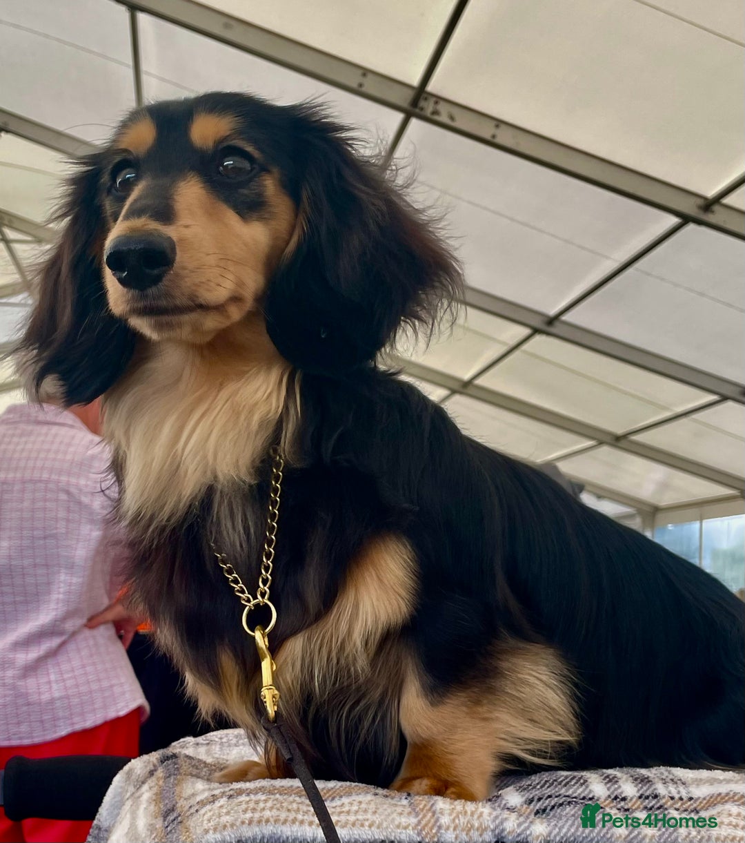 Miniature Dachshund dogs for sale: Miniature Longhaired Dachshunds - Image 10