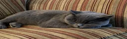 British Shorthair cats for sale: British Shorthair Female 3 yrs old - Advert 15