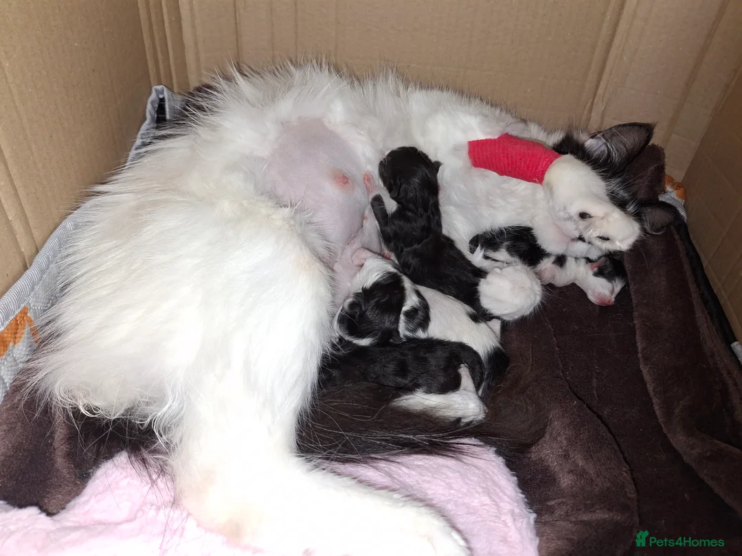 Mixed Breed cats for sale: Maine coon cross kittens in Montrose - Advert 2