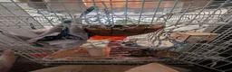 Rat rodents for sale: 2 male rats for sale in Coleford - Advert 3