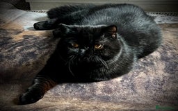 Exotic cats for sale: Stud boy for retirement home - Image 1