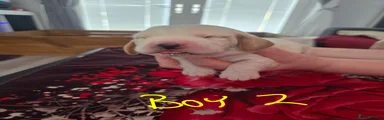 Basset Hound 2