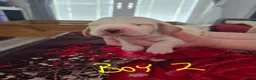 Basset Hound dogs for sale: Basset hound pups kc REG - Advert 9