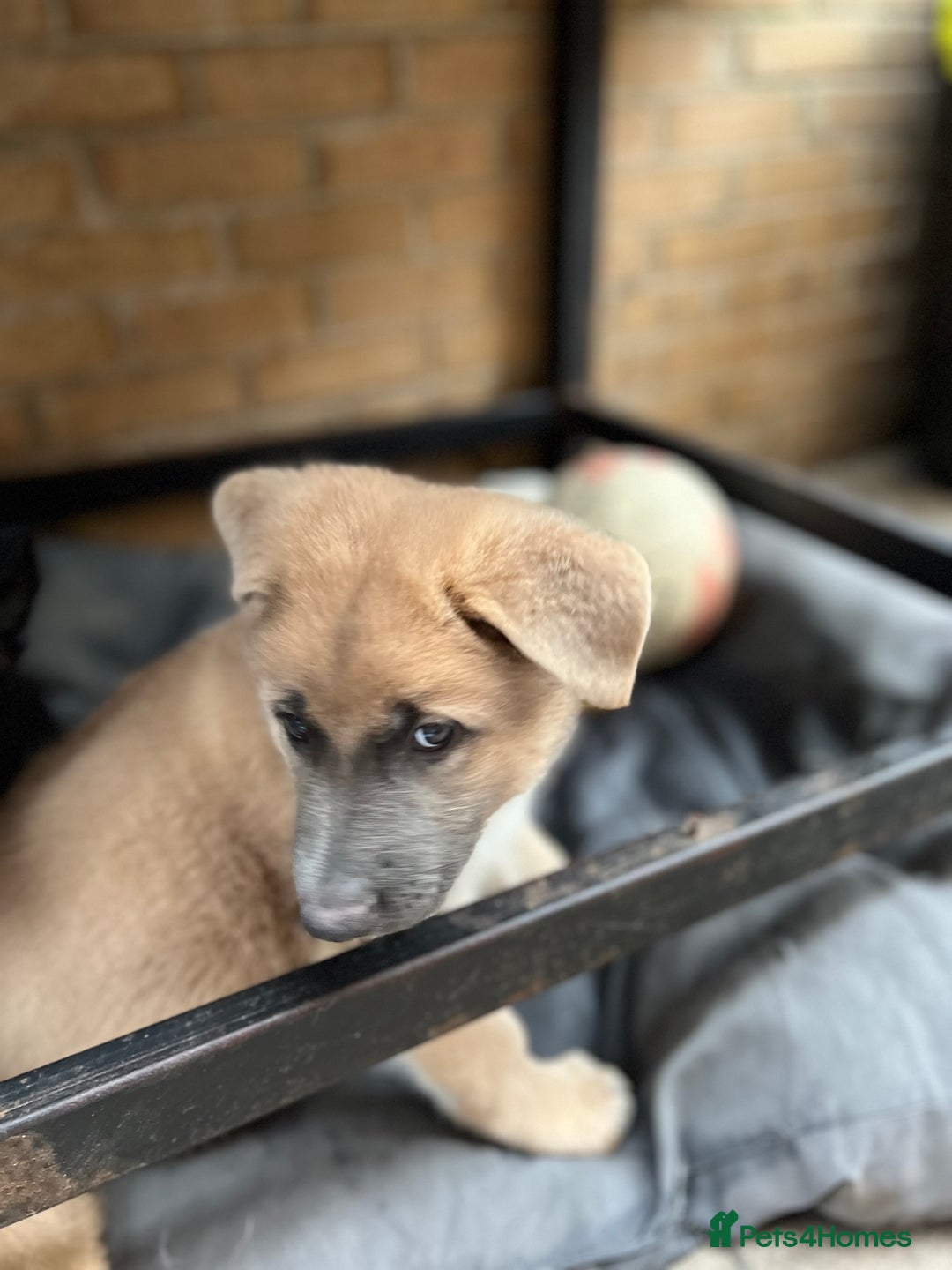 German Shepherd dogs for sale: REDUCED German shepherd puppies 8 was old - Advert 16