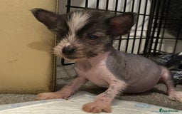Chinese Crested dogs for sale: HHL Chinese Cresteds  - Image 8