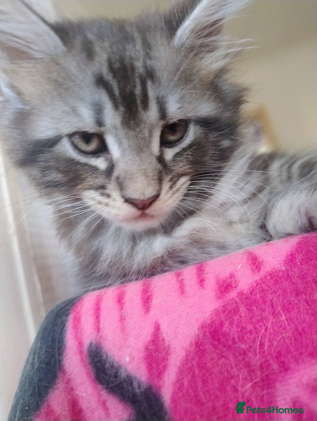 Maine Coon cats for sale: Maine coon kittens - Image 6