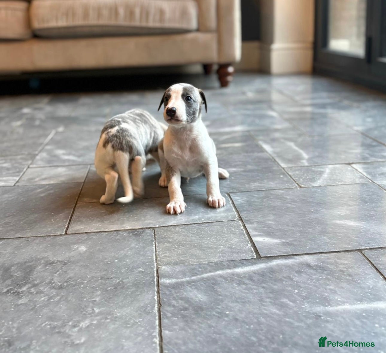 Whippet dogs for sale: 4 boys available  - Advert 3