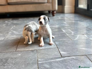 Whippet dogs for sale: 4 boys available - Advert 3