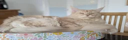 Maine Coon cats for sale: 🏅TICA🏅 pure white boys maine coons - Advert 17