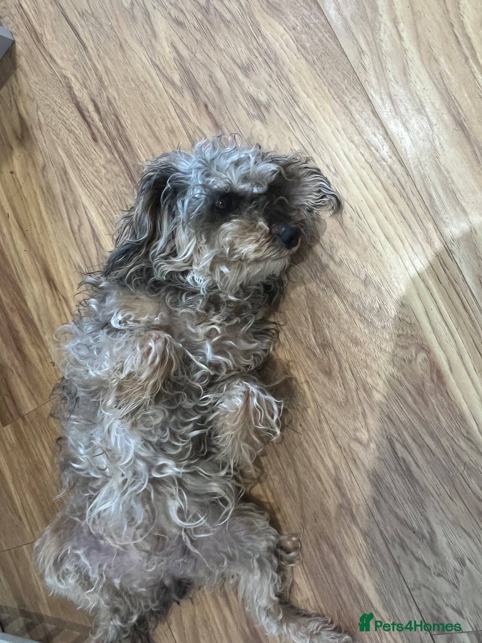 Schnoodle dogs Poodles toy - Advert 3