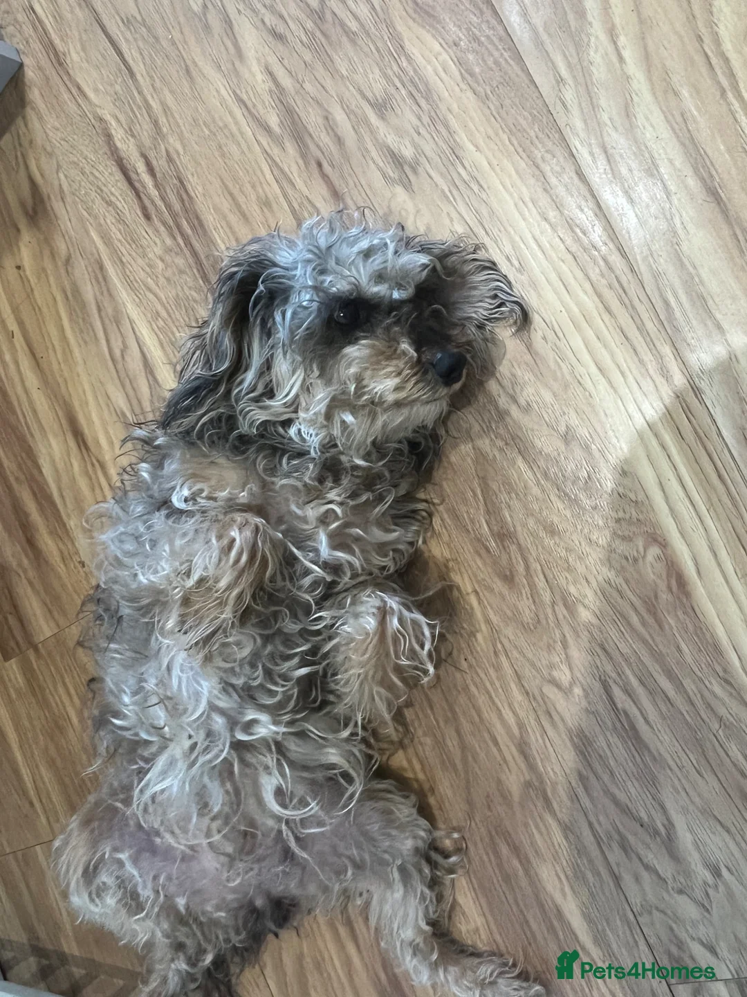 Schnoodle dogs for sale: Poodles toy in Bingley - Advert 1