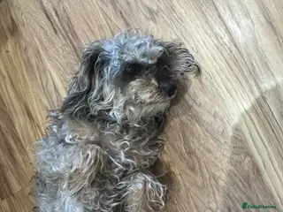 Schnoodle dogs Poodles toy - Advert 3