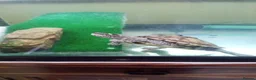 Turtle reptiles for sale: Missisipi map turtle  in Ledbury - Advert 6