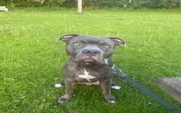 Mixed Breed dogs for sale: 2 year old boy for sale - Image 1