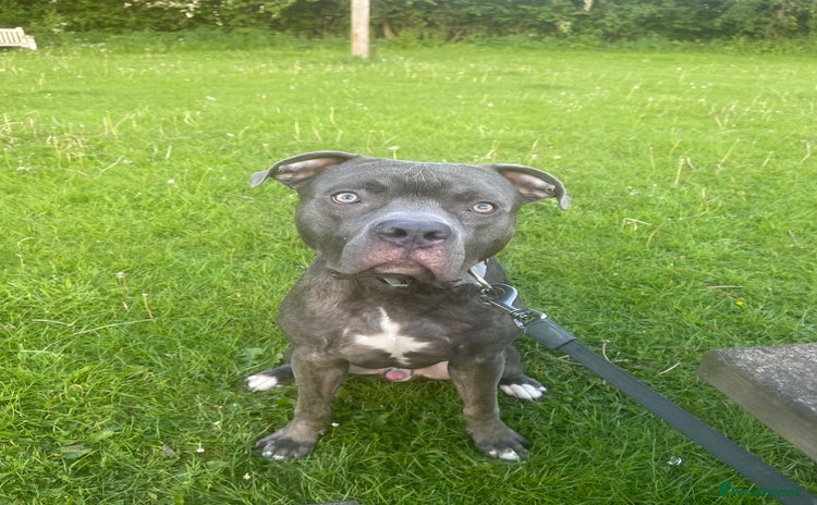 Mixed Breed dogs - Advert 1