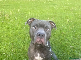 Mixed Breed dogs - Advert 20