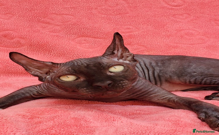 Sphynx cats in Maidstone - Advert 15