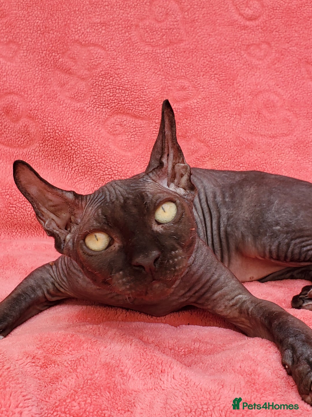 Sphynx cats for sale: Amazing kittens !!! in Maidstone - Image 2
