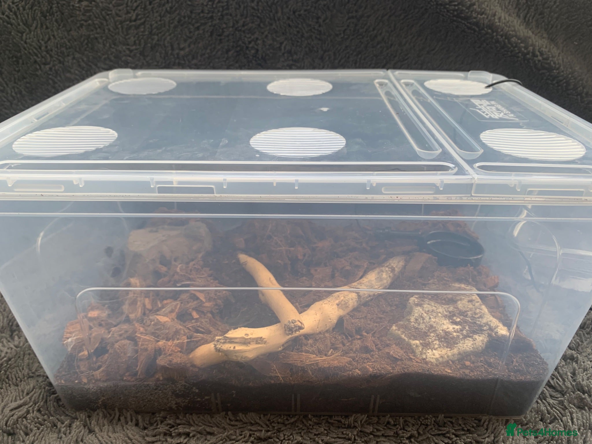 Tarantulas invertebrates 5x Monocantropus balfouri (blue baboon)  - Advert 3