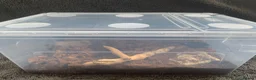 Tarantulas invertebrates for sale: 5x Monocantropus balfouri (blue baboon)  in Blackpool - Advert 1