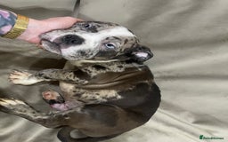 American Bully dogs for sale: Pocket bully puppies ready to go. - Image 4