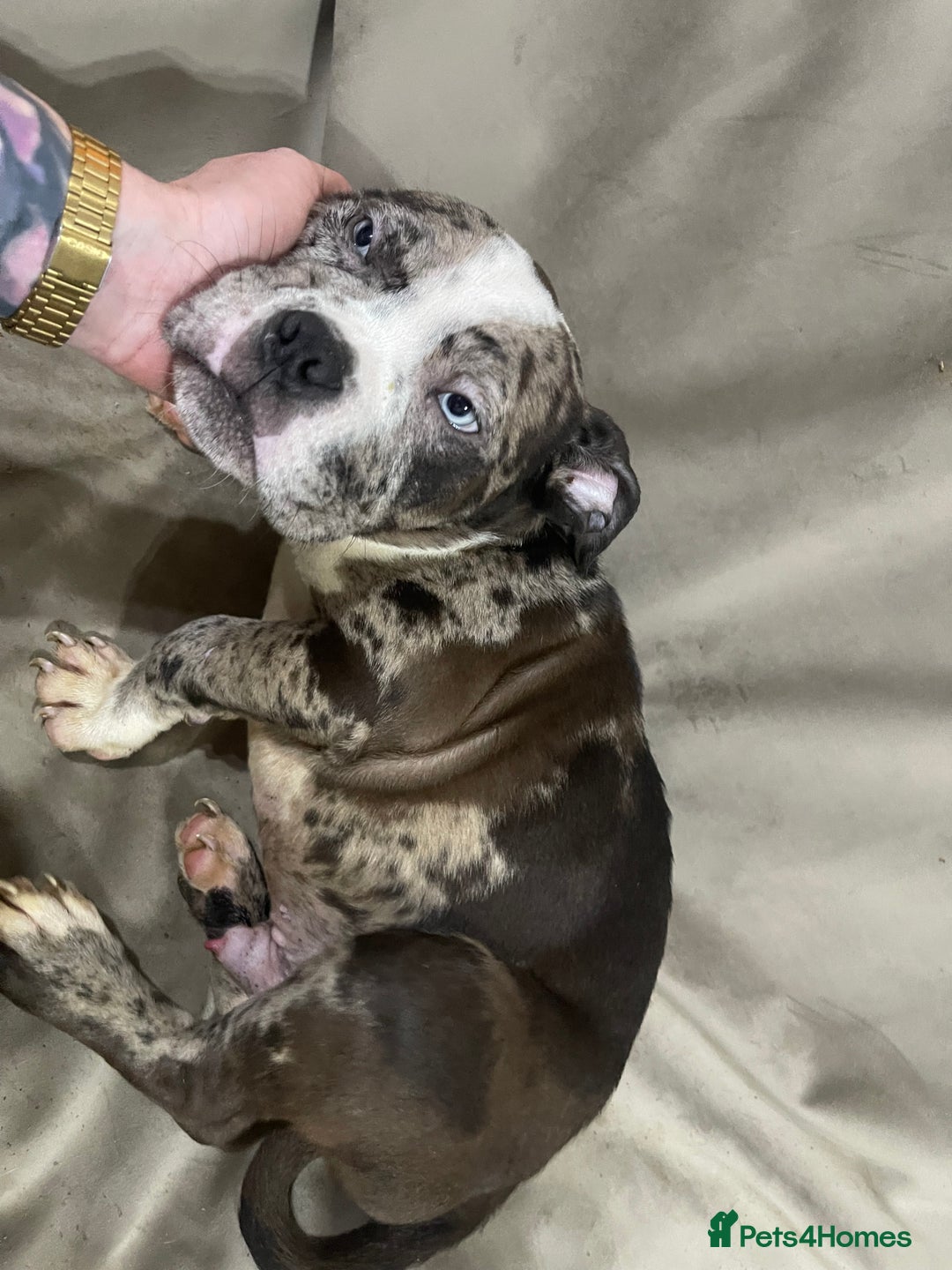 American Bully dogs for sale: Pocket bully puppies ready to go. - Image 4
