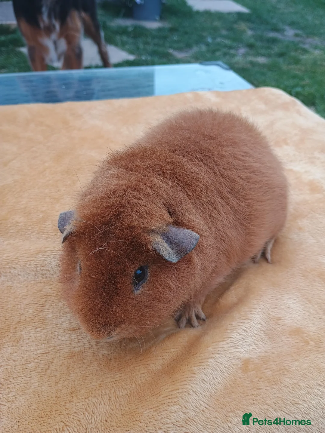 Guinea Pig rodents for sale: Teddy boar - Advert 2