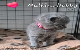 British Shorthair cats for sale: Stunning Champion Bloodline TICA reg kittens - Image 12