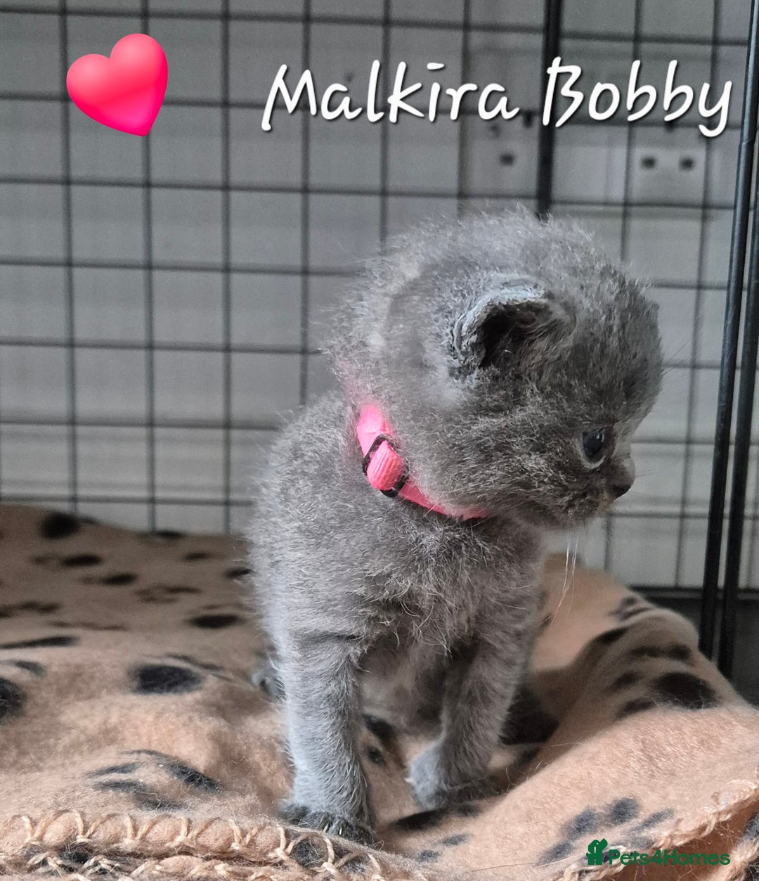 British Shorthair cats for sale: Stunning Champion Bloodline TICA reg kittens - Image 12