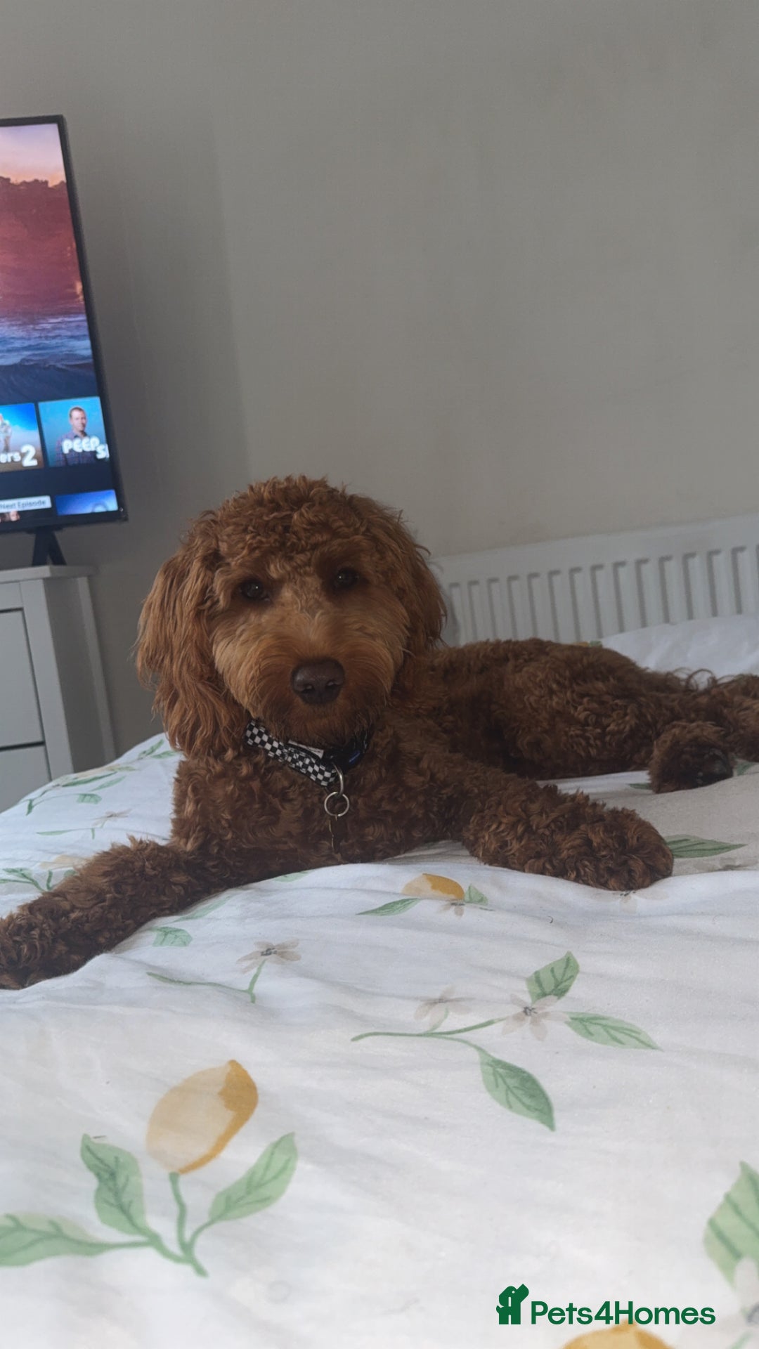 Cockapoo dogs for sale: Fox red F1 cockapoo - Image 1