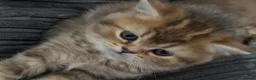 British Longhair cats for sale: Golden Tipped British Longhair/Shorthair Kittens in Okehampton - Advert 9
