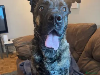Mixed Breed dogs Roxy ready for a quite life - Advert 3