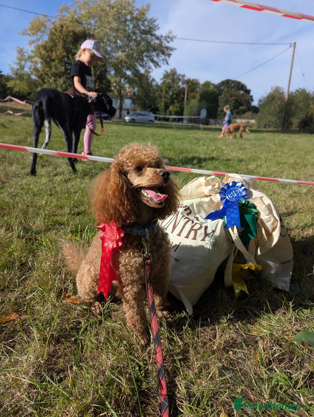 Miniature Poodle dogs for sale: 🐩 Outstanding Deep Red Miniature Poodle Puppies  - Advert 4