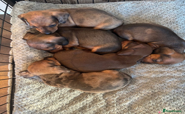 Dachshund dogs - Advert 1
