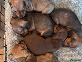 Dachshund dogs - Advert 5