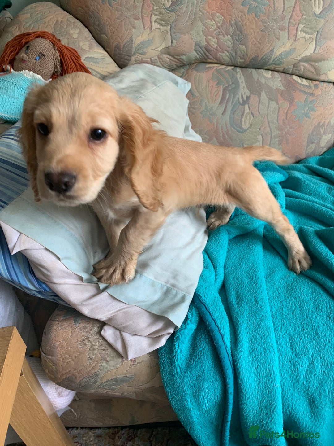 Cocker Spaniel dogs for sale: Cocker Spaniel  - Image 2