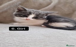 Mixed Breed cats for sale: Kittens - Image 10