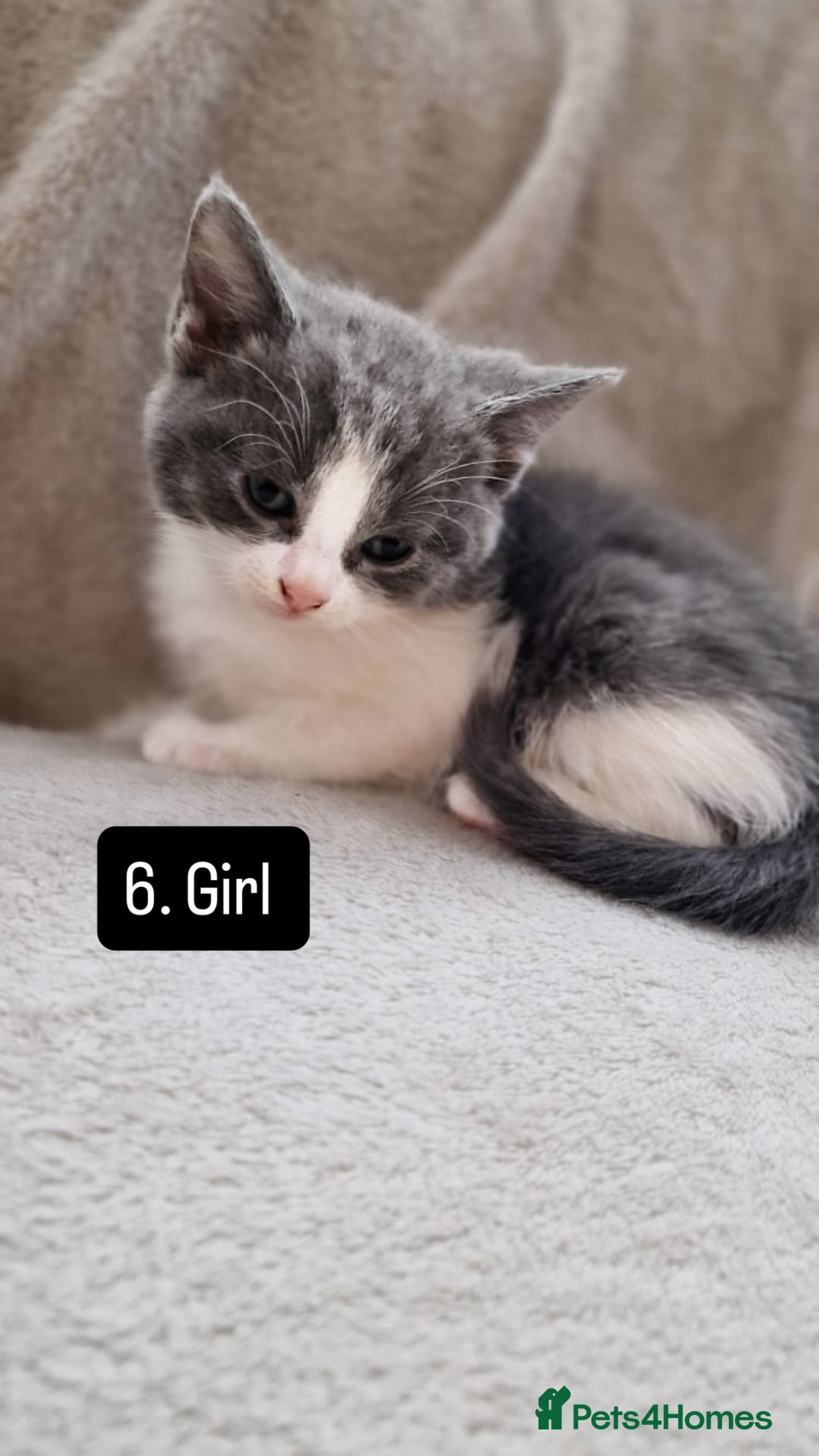 Mixed Breed cats for sale: Kittens - Image 10